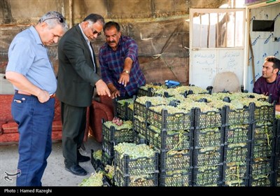 سومین جشنواره انگور شهرستان ابهر