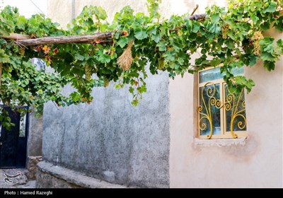 سومین جشنواره انگور شهرستان ابهر