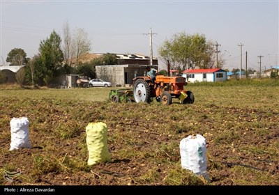 برداشت سیب زمینی در اردبیل