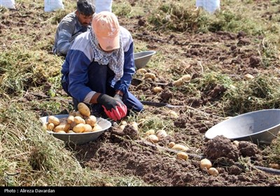 برداشت سیب زمینی در اردبیل