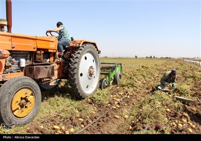 برداشت سیب زمینی در اردبیل