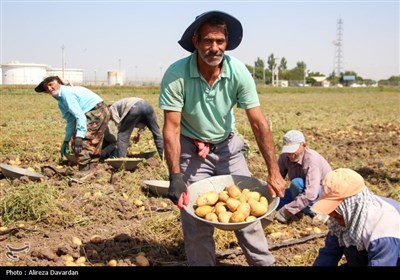 برداشت سیب زمینی در اردبیل