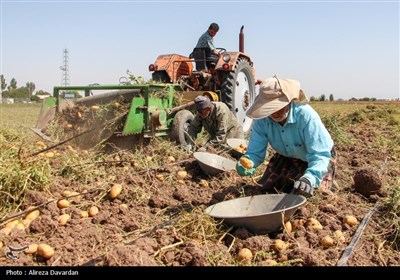 برداشت سیب زمینی در اردبیل