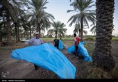 برداشت استعمران از نخلستان های روستای غزاویه- خوزستان