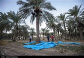 برداشت استعمران از نخلستان های روستای غزاویه- خوزستان