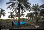 برداشت استعمران از نخلستان های روستای غزاویه- خوزستان