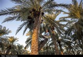 برداشت استعمران از نخلستان های روستای غزاویه- خوزستان
