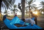 برداشت استعمران از نخلستان های روستای غزاویه- خوزستان