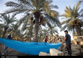 برداشت استعمران از نخلستان های روستای غزاویه- خوزستان