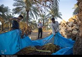برداشت استعمران از نخلستان های روستای غزاویه- خوزستان