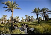 برداشت استعمران از نخلستان های روستای غزاویه- خوزستان