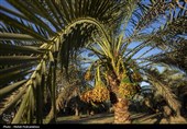 برداشت استعمران از نخلستان های روستای غزاویه- خوزستان