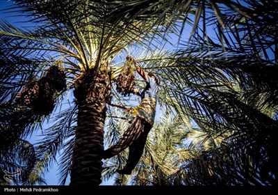 Villagers Harvest Date Palm in Southwest Iran