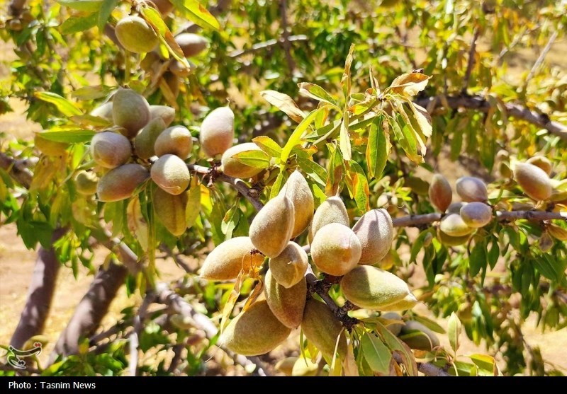 آغاز برداشت بادام دیم در چهارمحال و بختیاری + تصاویر