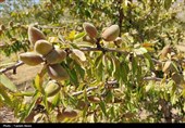 صادرات 61 میلیون دلاری بادام از چهارمحال و بختیاری