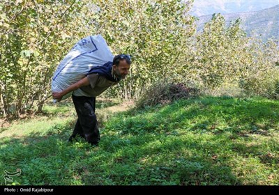 برداشت فندق در اشکورات گیلان