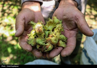 برداشت فندق در اشکورات گیلان