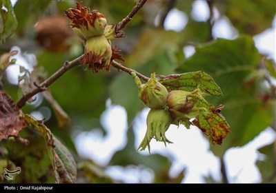 برداشت فندق در اشکورات گیلان