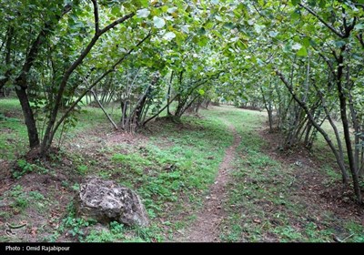 برداشت فندق در اشکورات گیلان