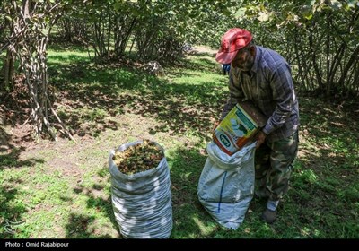 برداشت فندق در اشکورات گیلان