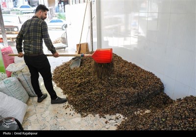 برداشت فندق در اشکورات گیلان