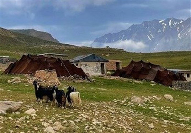  عشایر همدان مولد و قطب تولید هستند 