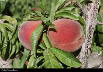 آغاز برداشت هلو در استان چهارمحال و بختیاری