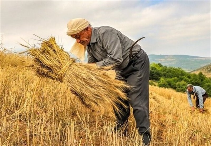 تفاهم‌نامه جدید طرح جهش تولید در دیم‌زارها امضا شد