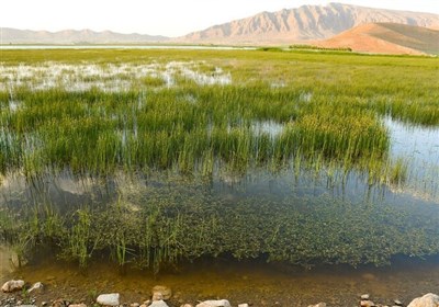 تالاب،پرندگان،انواع،منطقه،حقابه،استان،تنوع،شرقي،حفاظت،تأمين، ...