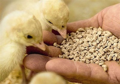 خوراك،دام،طيور،تن،توليد،حوزه،افزايش،كشور،مسعودي