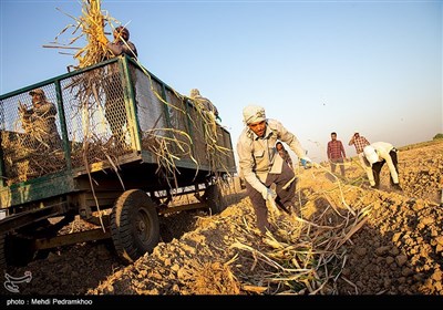 کشت نیشکر در هفت تپه