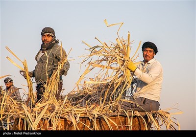 کشت نیشکر در هفت تپه