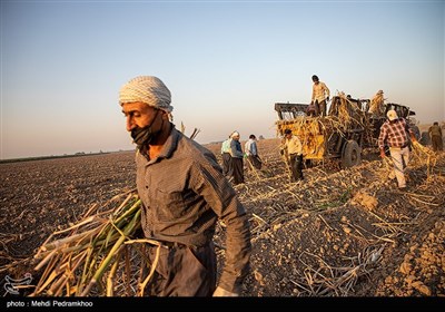 کشت نیشکر در هفت تپه