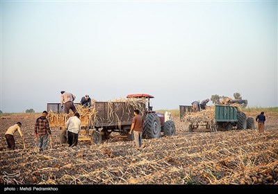 کشت نیشکر در هفت تپه