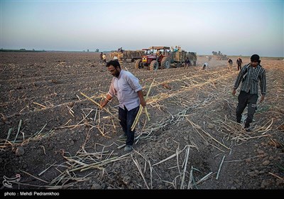 کشت نیشکر در هفت تپه