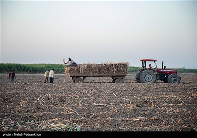 کشت نیشکر در هفت تپه