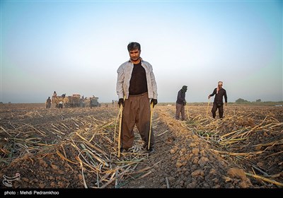 کشت نیشکر در هفت تپه