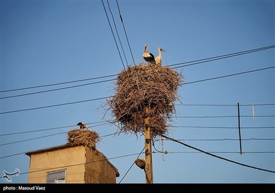 میزبانی روستای مایان سفلی از لک‌لک‌های مهاجر