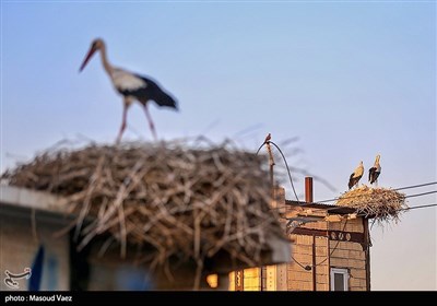 میزبانی روستای مایان سفلی از لک‌لک‌های مهاجر