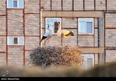 میزبانی روستای مایان سفلی از لک‌لک‌های مهاجر