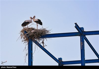 میزبانی روستای مایان سفلی از لک‌لک‌های مهاجر