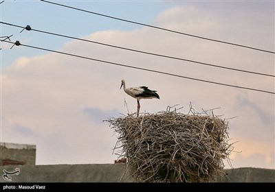 میزبانی روستای مایان سفلی از لک‌لک‌های مهاجر