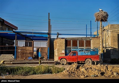 میزبانی روستای مایان سفلی از لک‌لک‌های مهاجر