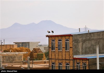 میزبانی روستای مایان سفلی از لک‌لک‌های مهاجر