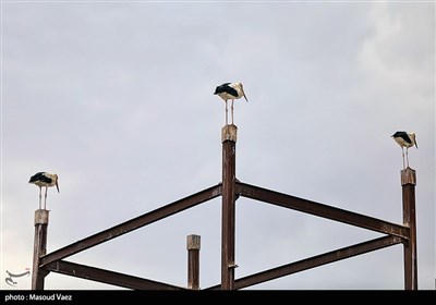 میزبانی روستای مایان سفلی از لک‌لک‌های مهاجر