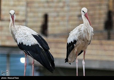 میزبانی روستای مایان سفلی از لک‌لک‌های مهاجر