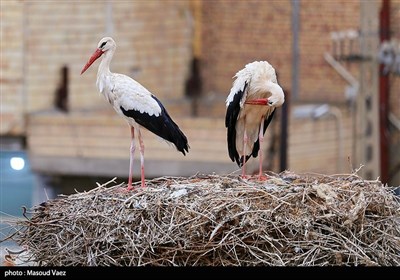 میزبانی روستای مایان سفلی از لک‌لک‌های مهاجر