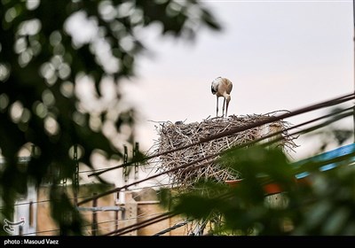 میزبانی روستای مایان سفلی از لک‌لک‌های مهاجر