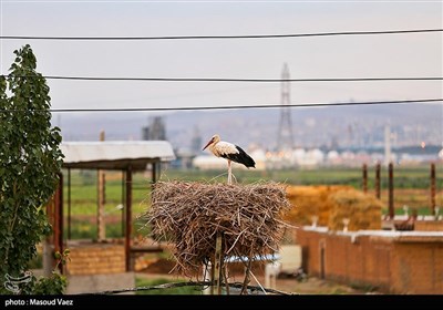 میزبانی روستای مایان سفلی از لک‌لک‌های مهاجر