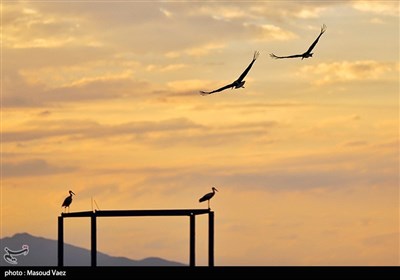 میزبانی روستای مایان سفلی از لک‌لک‌های مهاجر